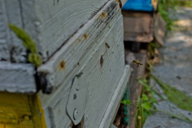Beyaz ahşap arı kovanı. Arılar baldan geri dönüyor. Arı yazın uçar..