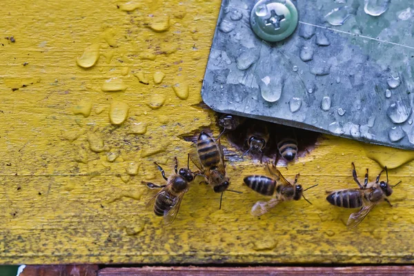 Z ula wyłażą pszczoły.. — Zdjęcie stockowe
