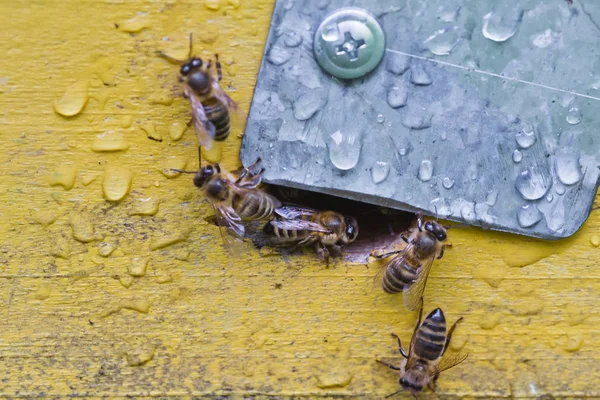 Desde la entrada de la colmenalas abejas se arrastran . —  Fotos de Stock