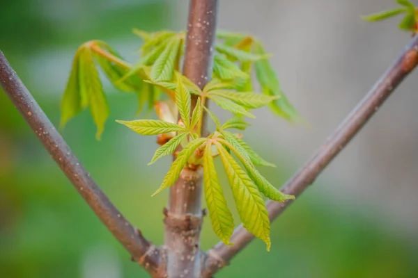 春にはささやかな栗の新しい葉。明るい緑の葉がクローズアップ.電話での春のスクリーンセーバーの背景。自然の再生。木に咲くつぼみ. — ストック写真