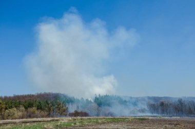 Büyük ölçekli orman ateşi. Kuru Çim ve ağaçların yanan alanı. Mavi gökyüzüne karşı kalın duman. bahar ve sonbahar alanlarında yanan çim tehlikeli etkileri.