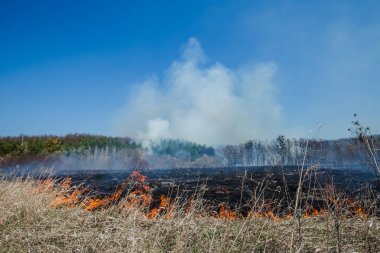 Büyük ölçekli bir orman ateşi arka planda Kuru Çim ve ağaçlar yanan alan. Mavi gökyüzüne karşı kalın duman. Yaz aylarında sıcak rüzgarlı hava nedeniyle vahşi ateş. yanan çim tehlikeli etkileri 