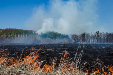 Büyük ölçekli bir orman ateşi arka planda Kuru Çim ve ağaçlar yanan alan. Mavi gökyüzüne karşı kalın duman. Yaz aylarında sıcak rüzgarlı hava nedeniyle vahşi ateş. yanan çim tehlikeli etkileri 