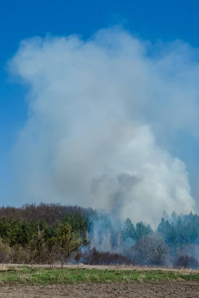 Large-scale forest fire. Burning field of dry grass and trees. Thick smoke against blue sky. dangerous effects of burning grass in fields in spring and autumn.
