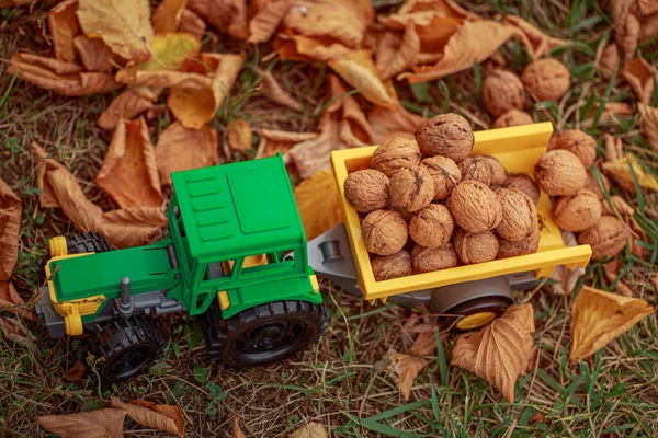 Zielony traktor niesie orzechy z tyłu. Ciągnik zabawek z uprawą dojrzałych orzechów włoskich. — Zdjęcie stockowe