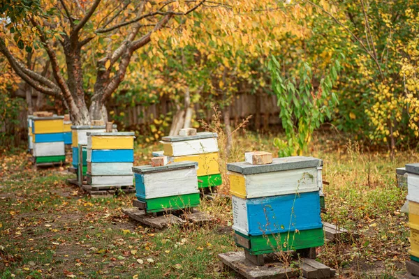 Apiary with wooden old beehives in fall. Preparing bees for wintering. Autumn flight of bees before frosts. Warm weather in apiary in fall. — Zdjęcie stockowe