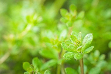Galium aparine cleavers, clivers, goosegrass, catchweed, stickyweed, robin-run-the-hedge, sticky willy, stickyjack, stickeljack, and grip grass close-up In spring. Soft focus. Film grain.