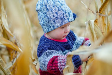 Mısır tarlasının ortasında duran, sıcak ve şık süveterli güzel bir bebek. Hasat zamanı. Çocuklar için organik tarım. Sisli bir sonbahar akşamında tatlı bir çocuk. Mutlu Çocuk Günü konsepti