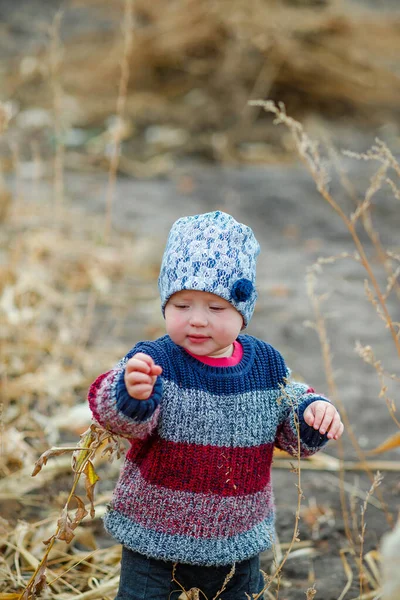 Beau Bébé Pull Élégant Chaud Debout Milieu Champ Maïs Récolte — Photo