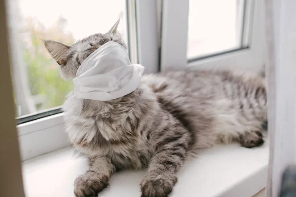 Кошка Защитной Маске Окна Дома Кошка Помещена Медицинскую Маску Время — стоковое фото
