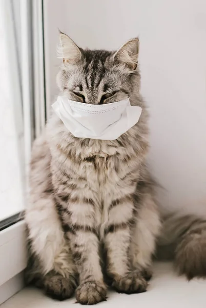 Cat in medical mask. Protective antiviral mask on cats face, COVID-19, Coronovirus, hantavirus concept. Medical mask from coronavirus, hantavirus.