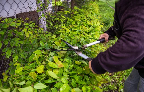 Cropped Hands Of Person Cutting Plants At Backyard. woman cutting shrubs with big garden scissors