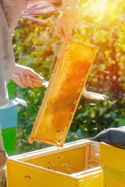 Včelař Pracuje Létě Včelíně Dostat Med Včelího Úlu Včelařství Včelí — Stock fotografie