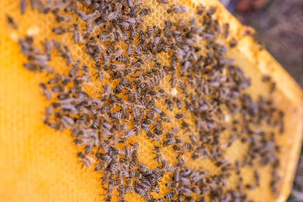 Bienen Auf Der Wabe Ansicht Von Oben Honigzelle Mit Bienen — Stockfoto