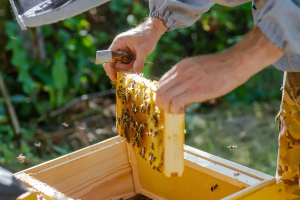 Beehive Spring Management Beekeeper Inspecting Bee Hive Prepares Apiary Summer — Stock Photo, Image