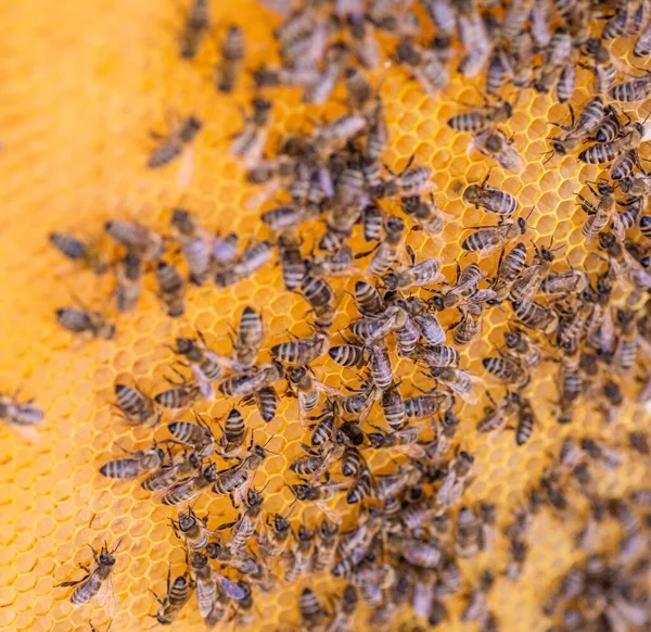 Včely Voštinách Pohled Shora Medová Buňka Včelami Včelařství Apiary Dřevěný — Stock fotografie