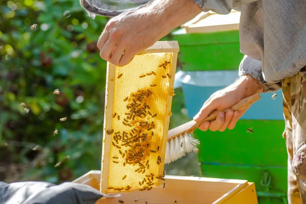 Διοίκηση Μελισσοκομίας Μελισσοκόμος Επιθεώρηση Κυψέλη Μελισσών Και Προετοιμάζει Μελισσοκομική Για — Φωτογραφία Αρχείου
