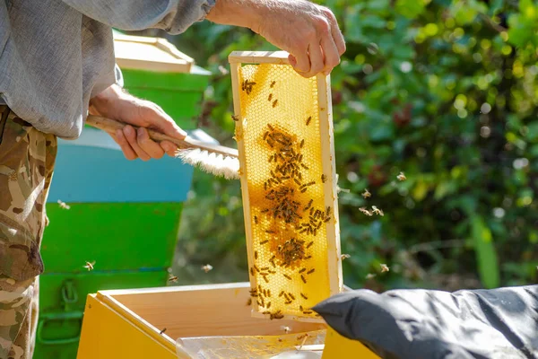 Včelí Jarní Management Včelař Který Kontroluje Včelí Připravuje Včelín Letní — Stock fotografie