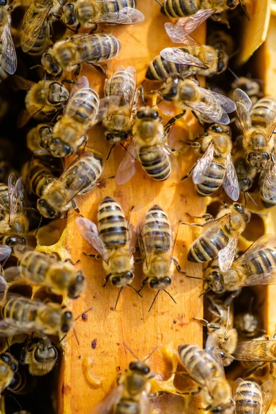 İHA 'lar açık kovanlarda çerçevelenir. Doğa, böcekler. Arıcılık,