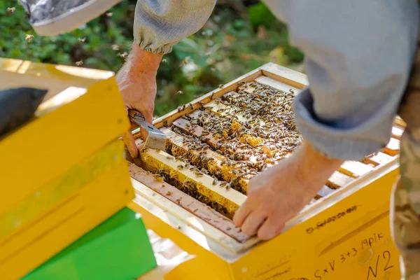 beekeeper supervises the production of honey in bee bee. Visible wooden bee frames. Frames are covered with swarm of bees. beekeeper keeps beekeeping chisel.