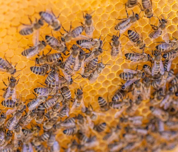 蜂の巣の上からの眺め ミツバチと蜂蜜細胞 食欲をそそる 4月だ 木製の蜂や蜂 ミツバチの巣 巣の枠 上からの眺め — ストック写真