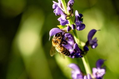 Canlı mor bir salvia çiçeğini tozlaştıran meşgul bir bal arısına yaklaş
