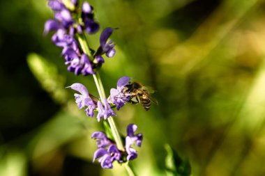 Canlı mor bir salvia çiçeğini tozlaştıran meşgul bir bal arısına yaklaş