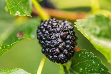 Yapraklı yeşil bir dalda, olgun, siyah bir dut ağacının aşırı yakınına.