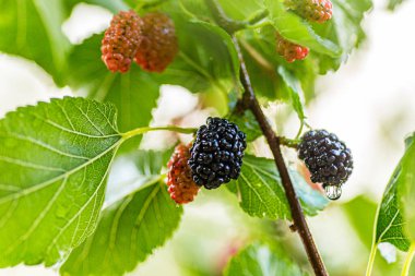 Taze yeşil yapraklar ve su damlacıkları olan bir dalda olgun ve olgunlaşmamış dutlar.