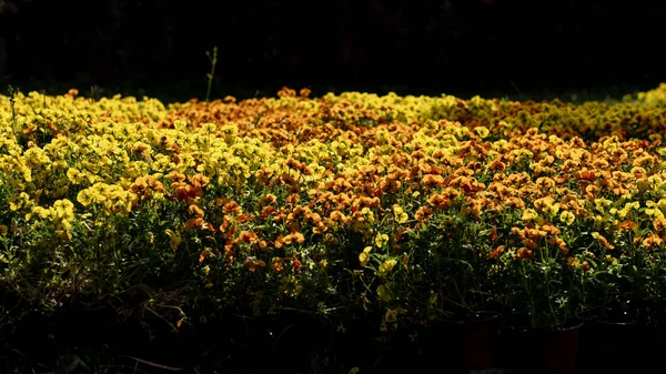 Karanlıkta bir demet çiçek