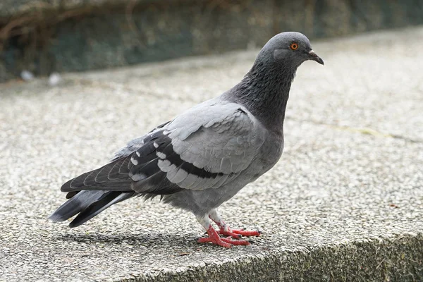 Taubenvogel Aus Nächster Nähe Zoom Scharf Hohe Qualität — Stockfoto