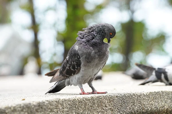 Dove Bird Close Zoom Sharp High Quality — Stock Photo, Image