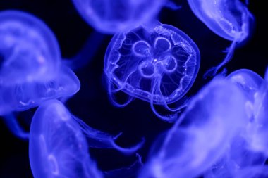 Ay Denizanası kara arka planı su altında