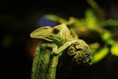 Ağaçtaki Yeşil Bukalemun Siyah Arkaplanı