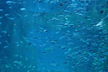 Akvaryum cam akvaryumunda balık