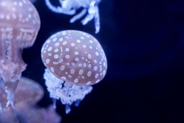 Spot Denizanası kara arka planı su altında