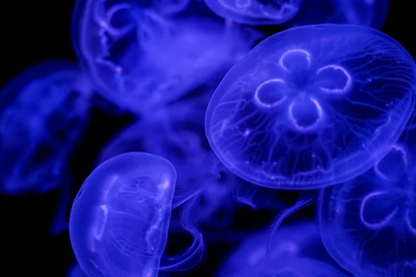 Moon Jellyfish Black Background Underwater — Stock Photo, Image