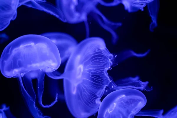 Moon Jellyfish Black Background Underwater — Stock Photo, Image