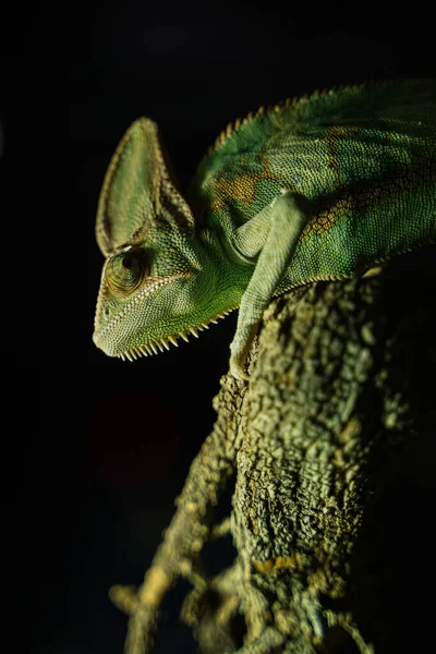 Zelené Chameleon Černé Pozadí Stromě — Stock fotografie