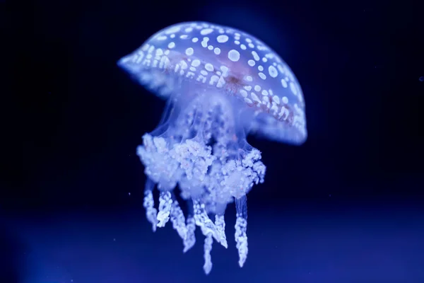 Spot Jellyfish Schwarzen Hintergrund Unter Wasser — Stockfoto