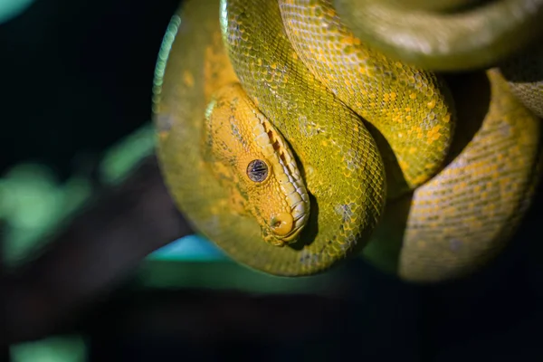 Python Árvore Verde Ramo Tre — Fotografia de Stock