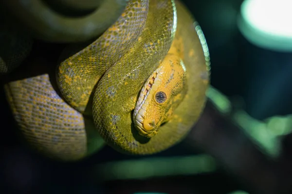 Python Árvore Verde Ramo Tre — Fotografia de Stock