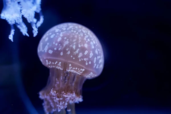 Spot Jellyfish Black Background Underwater — Foto de Stock