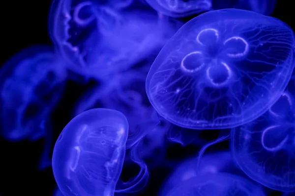 Moon Jellyfish Black Background Underwater — Stock Photo, Image