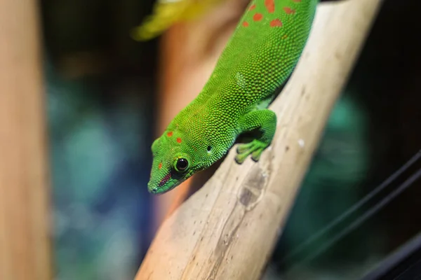 Lagarto Verde Colorido Ramo Árvore — Fotografia de Stock