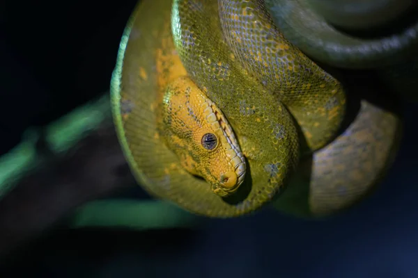 Python Árvore Verde Ramo Tre — Fotografia de Stock