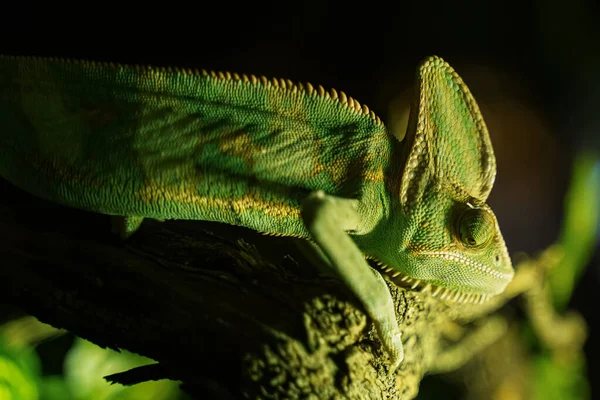 Zelené Chameleon Černé Pozadí Stromě — Stock fotografie