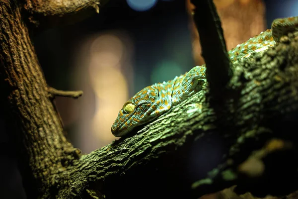 Velký Gecko Dívá Větev Stromu — Stock fotografie