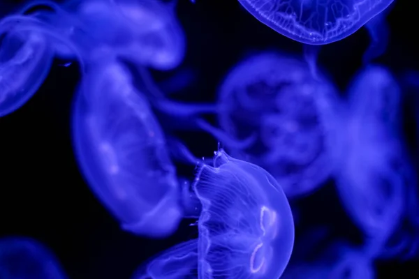 Luna Medusas Fondo Negro Bajo Agua — Foto de Stock