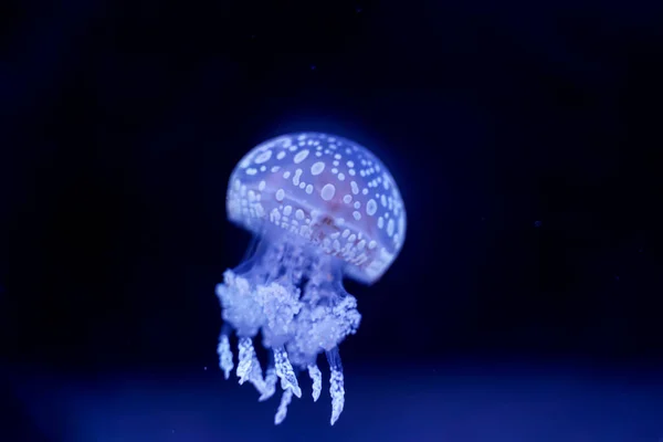 Spot Jellyfish Black Background Underwater — стоковое фото